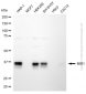 KD-Validated Anti-MSI1 Mouse Monoclonal Antibody